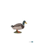 Hotaling PAPO: Mallard Duck