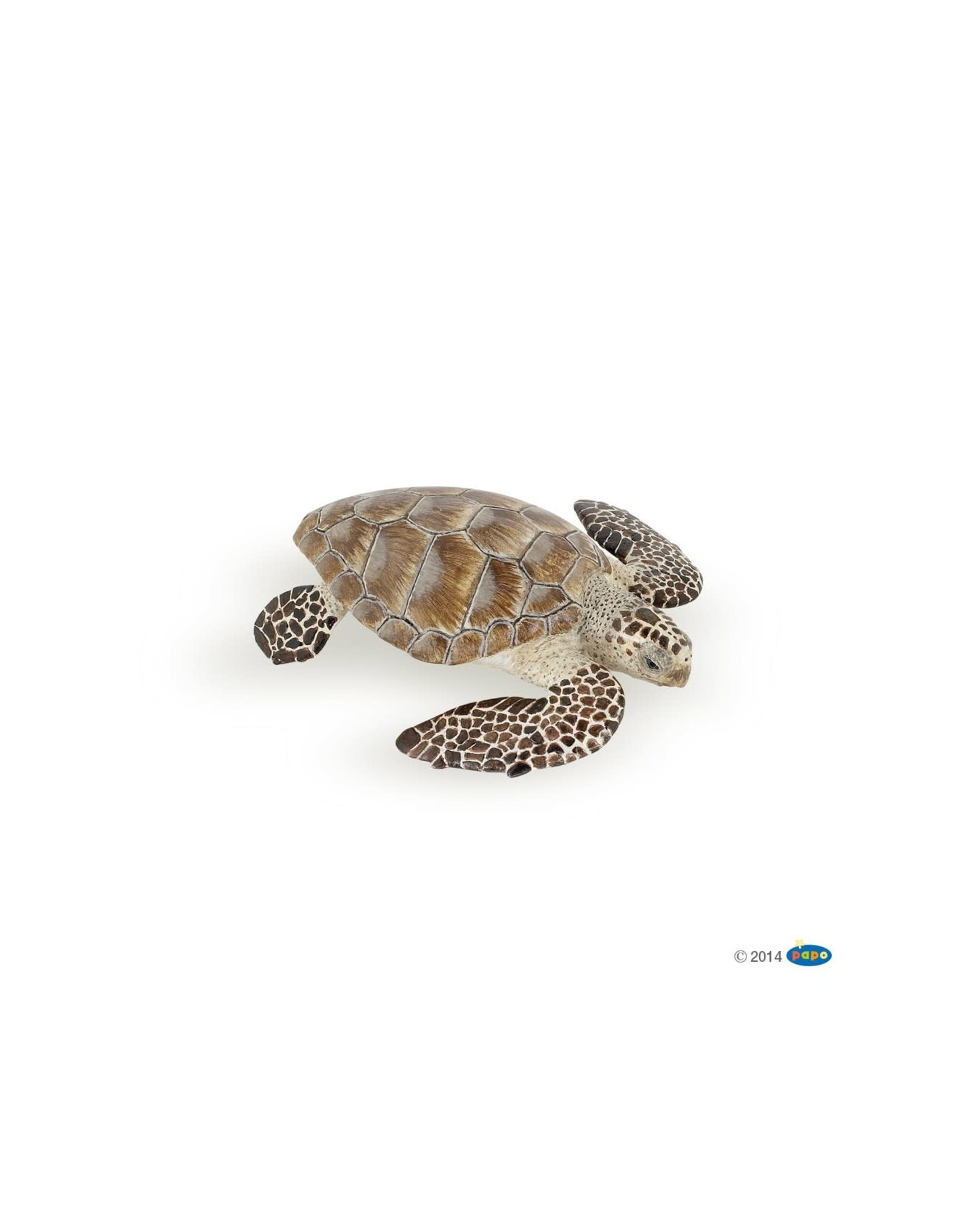 Hotaling PAPO: Loggerhead Turtle