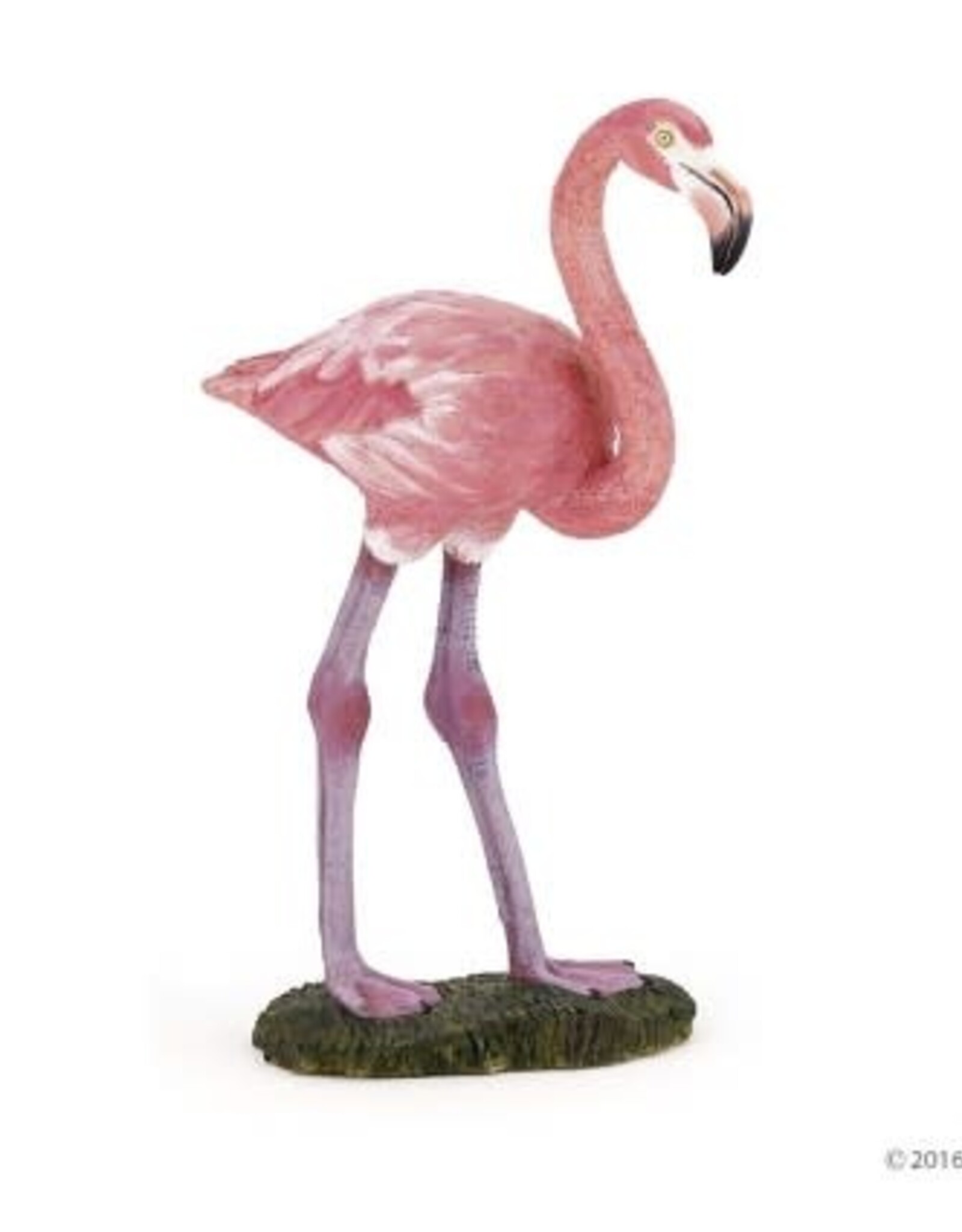 Hotaling PAPO: Greater Flamingo