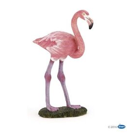 Hotaling PAPO: Greater Flamingo