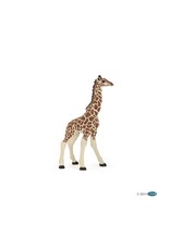 Hotaling PAPO: Giraffe Calf