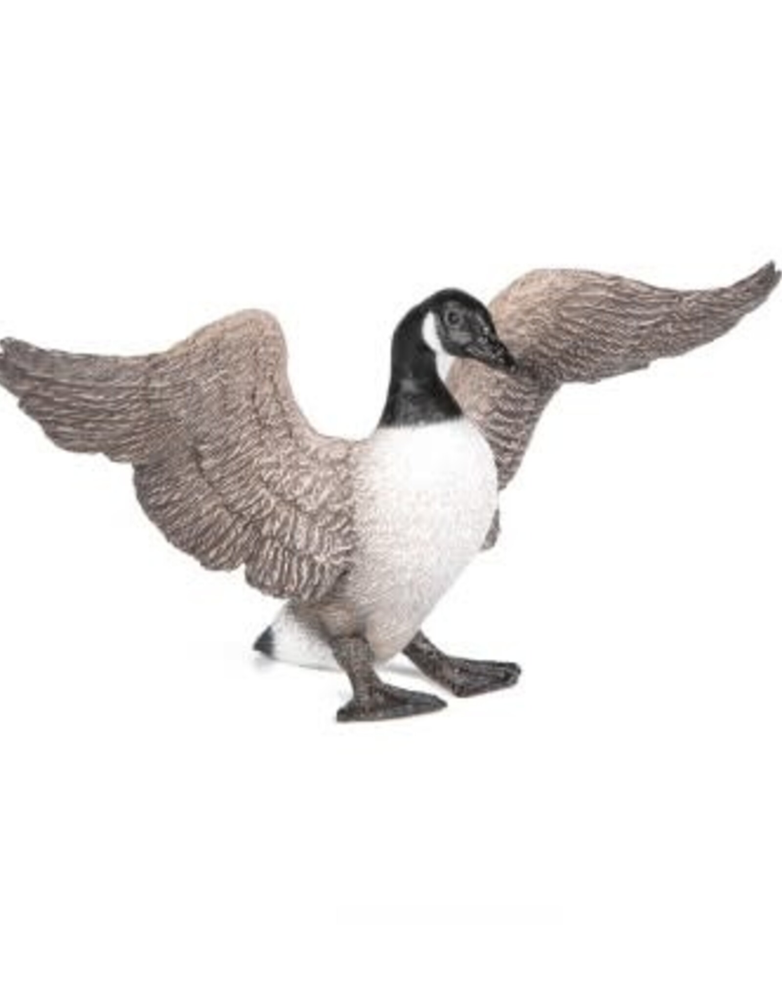Hotaling PAPO: Canada Goose