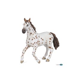 Hotaling PAPO: Brown Appaloosa Mare