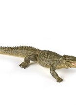 Hotaling PAPO: Alligator