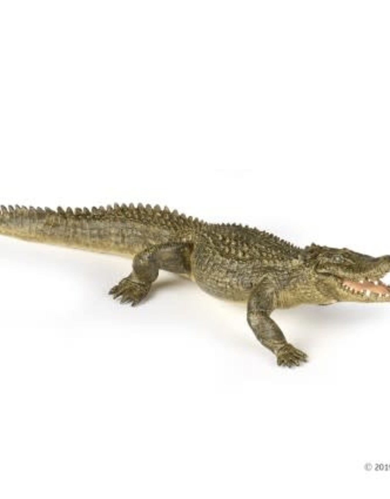 Hotaling PAPO: Alligator