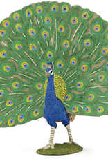 Hotaling PAPO: Peacock