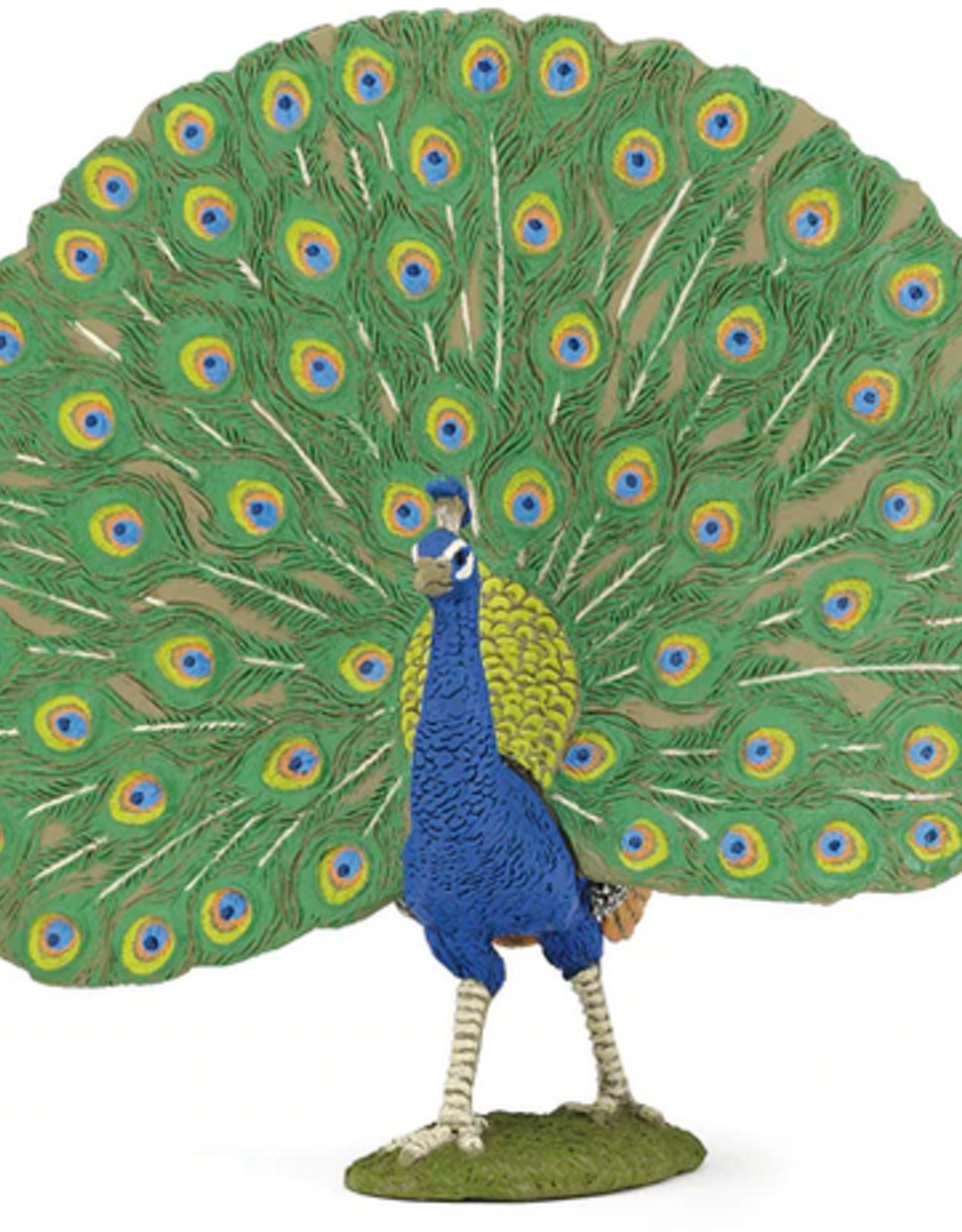 Hotaling PAPO: Peacock