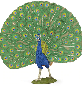 Hotaling PAPO: Peacock