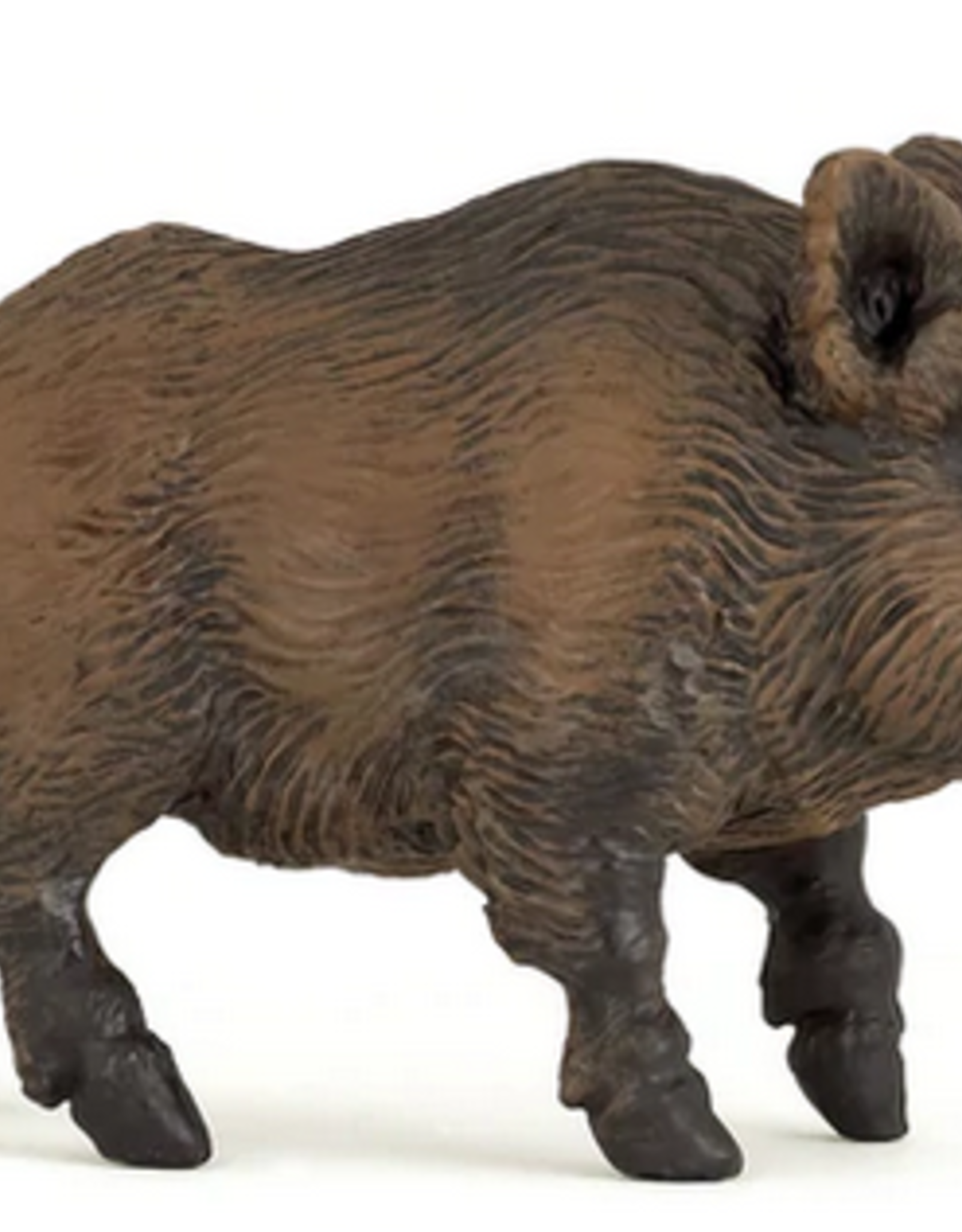 Hotaling PAPO: Wild Boar