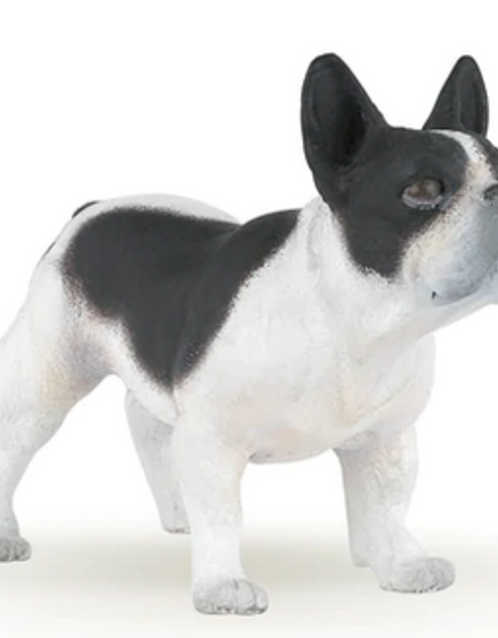 Hotaling PAPO: French Black And White  Bulldog