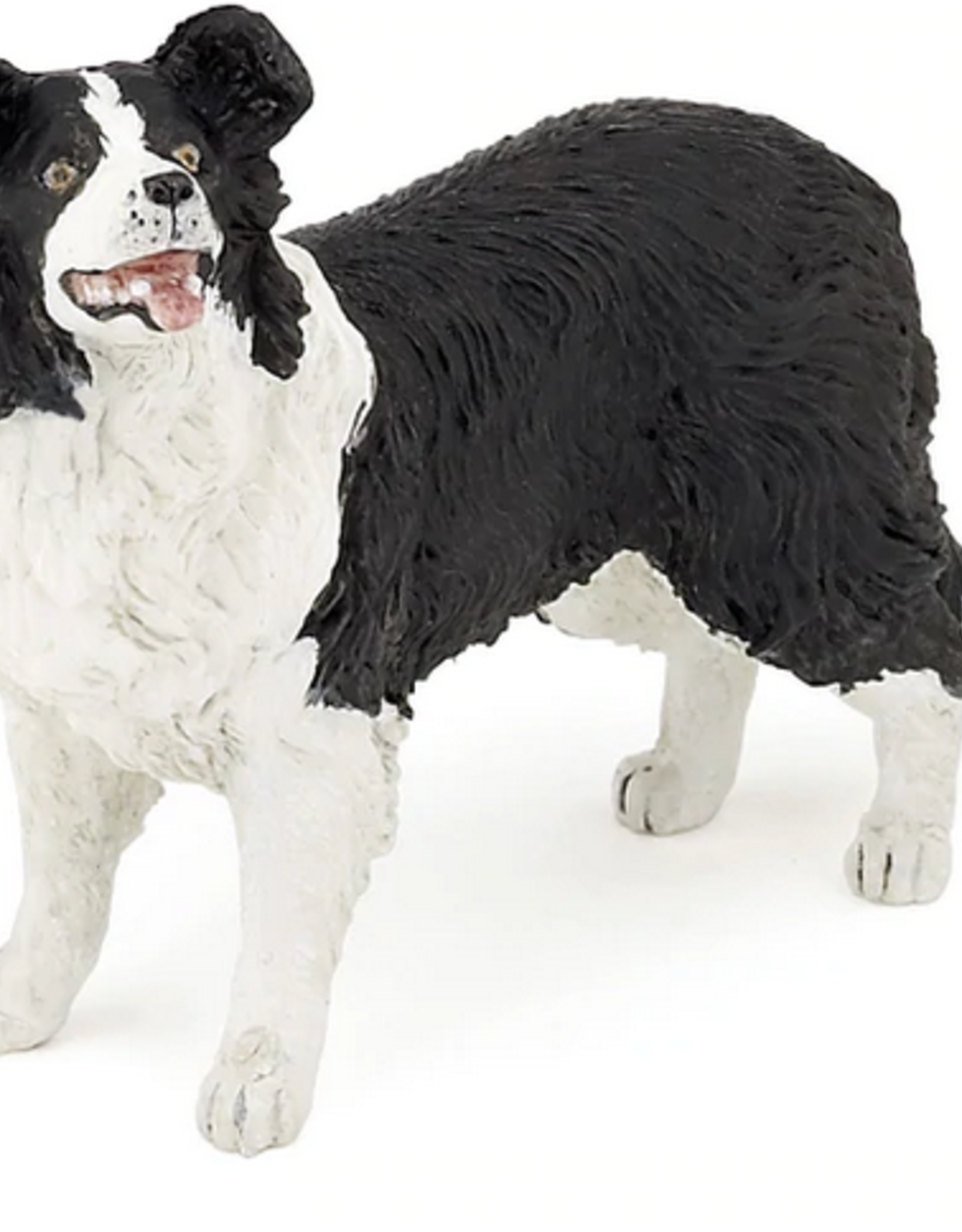 Hotaling PAPO: Border Collie