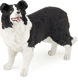 Hotaling PAPO: Border Collie