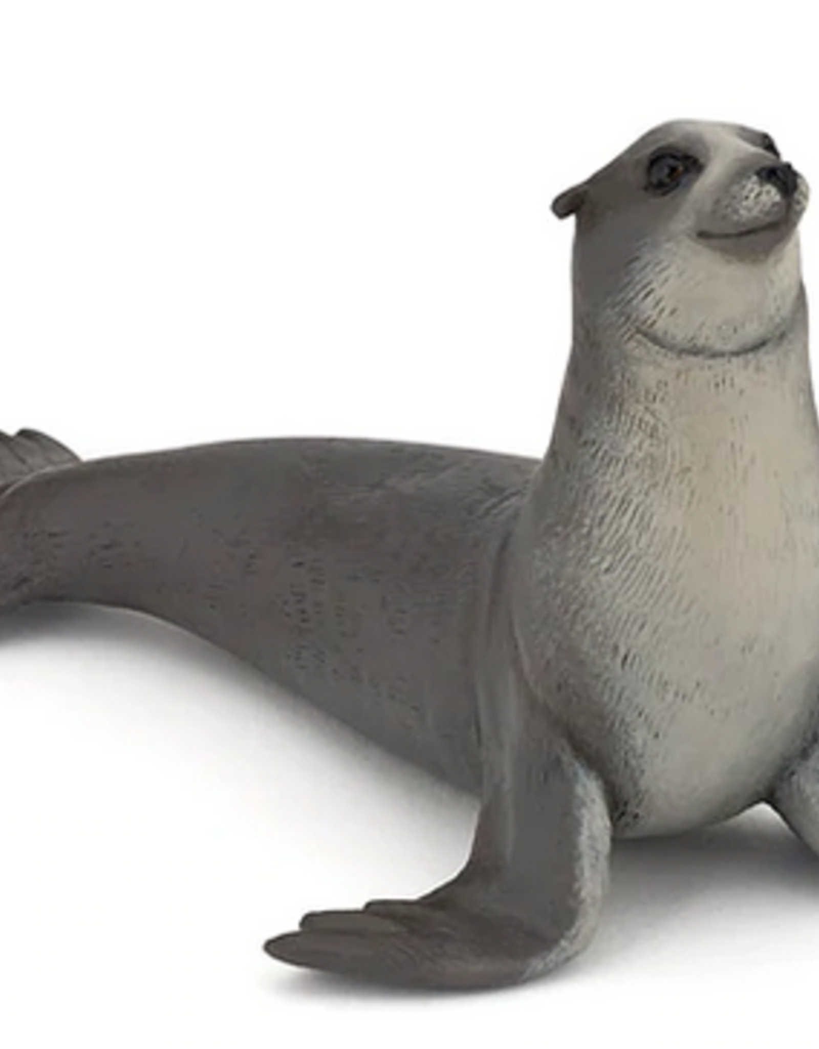 Hotaling PAPO: Sea Lion