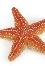Hotaling PAPO: Starfish