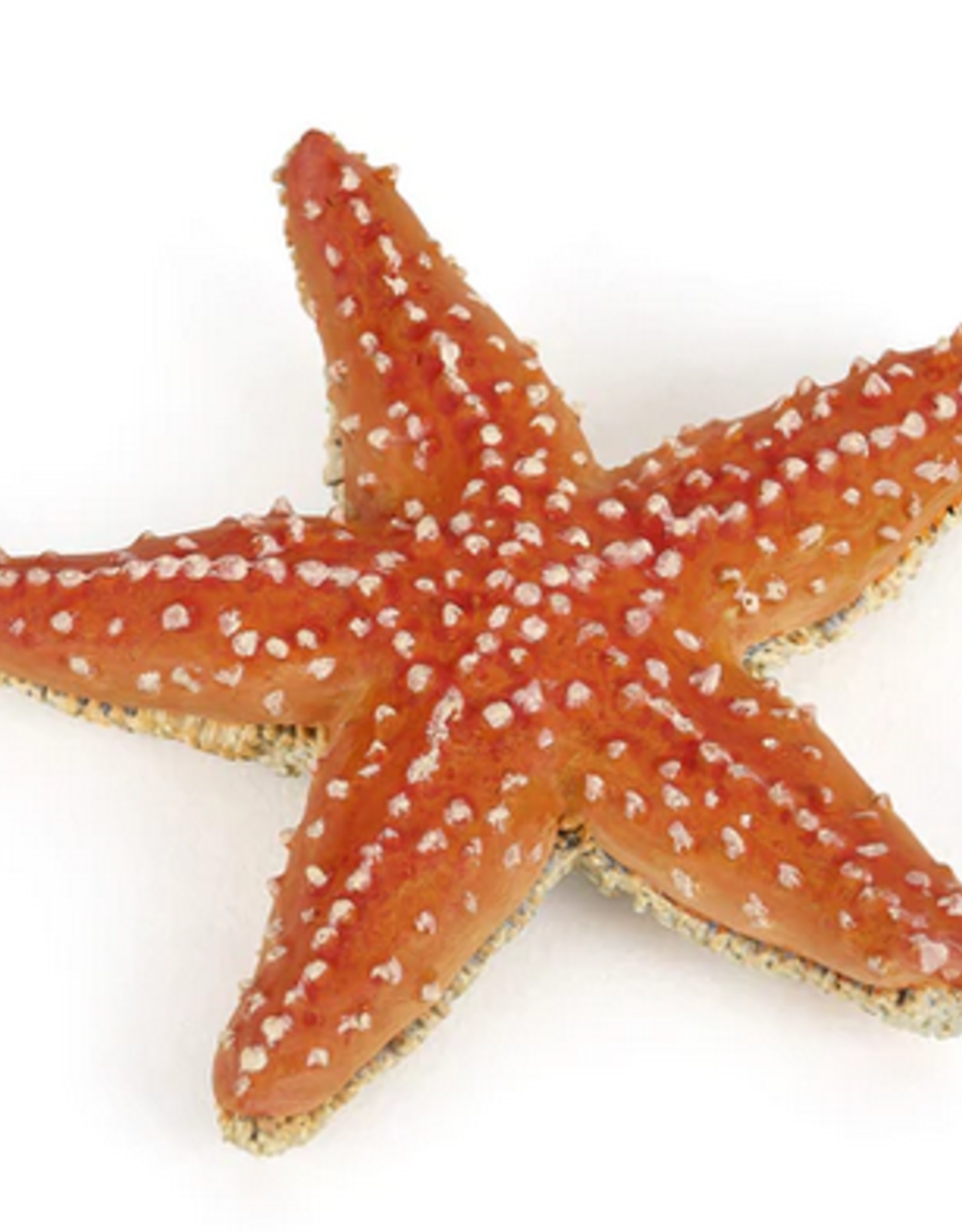 Hotaling PAPO: Starfish
