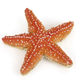 Hotaling PAPO: Starfish