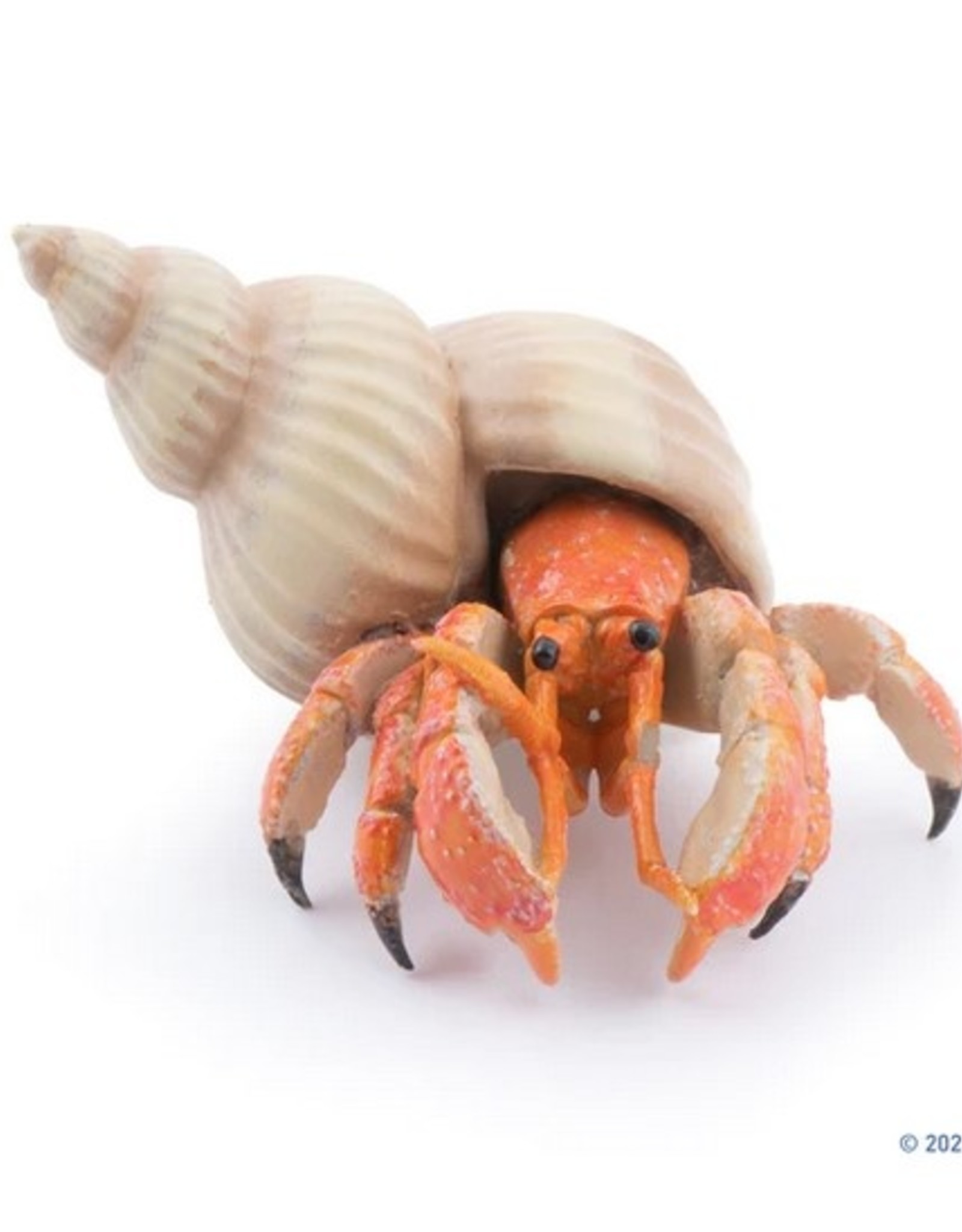 Hotaling PAPO: Hermit Crab