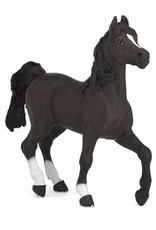 Hotaling PAPO: Arabian Horse