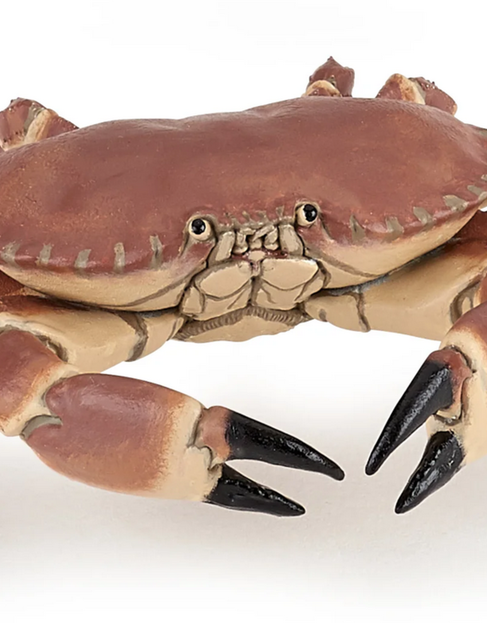 Hotaling PAPO: Crab