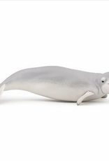 Hotaling PAPO: BELUGA WHALE