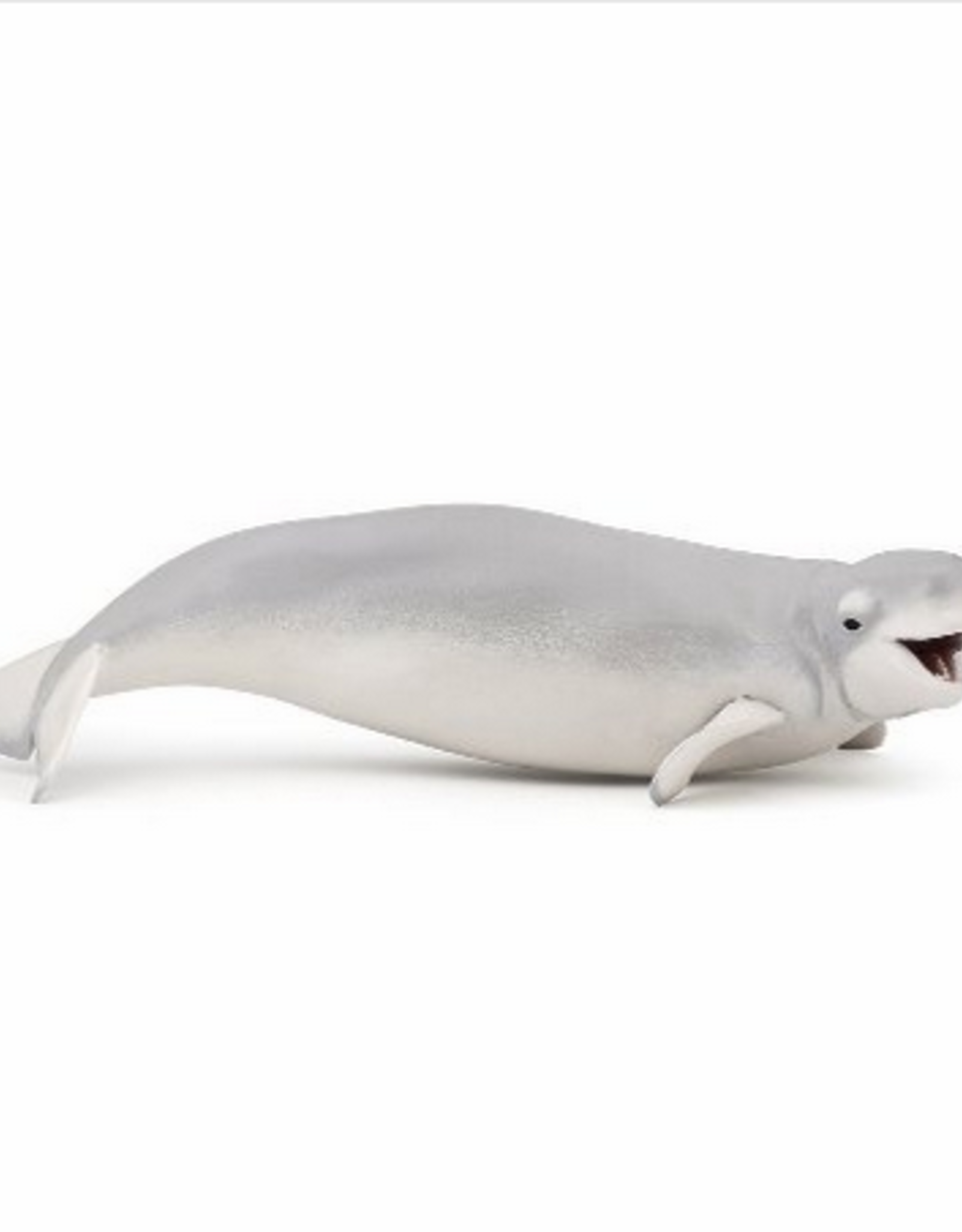 Hotaling PAPO: BELUGA WHALE