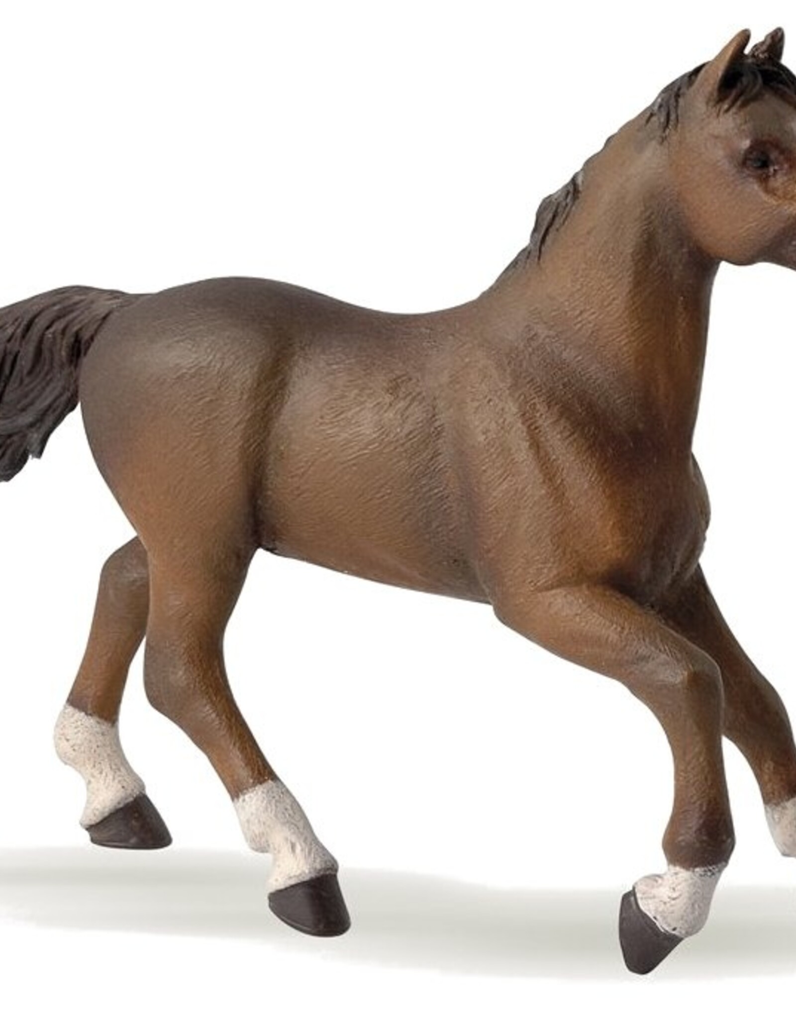 Papo PAPO: Anglo-Arab Mare