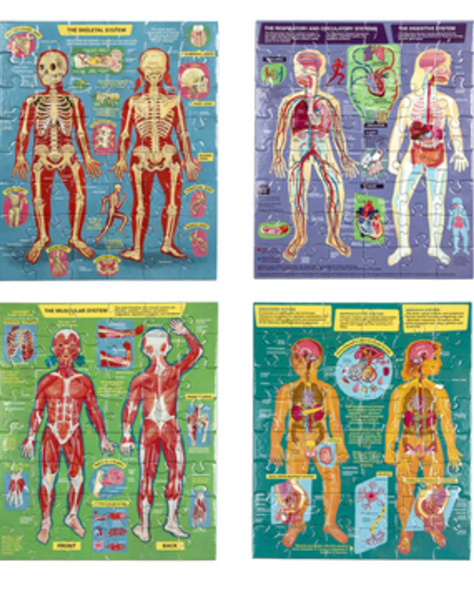 eeBoo Ready to Learn - Human Anatomy 4-Puzzle 48 Piece Set