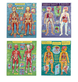eeBoo Ready to Learn - Human Anatomy 4-Puzzle 48 Piece Set