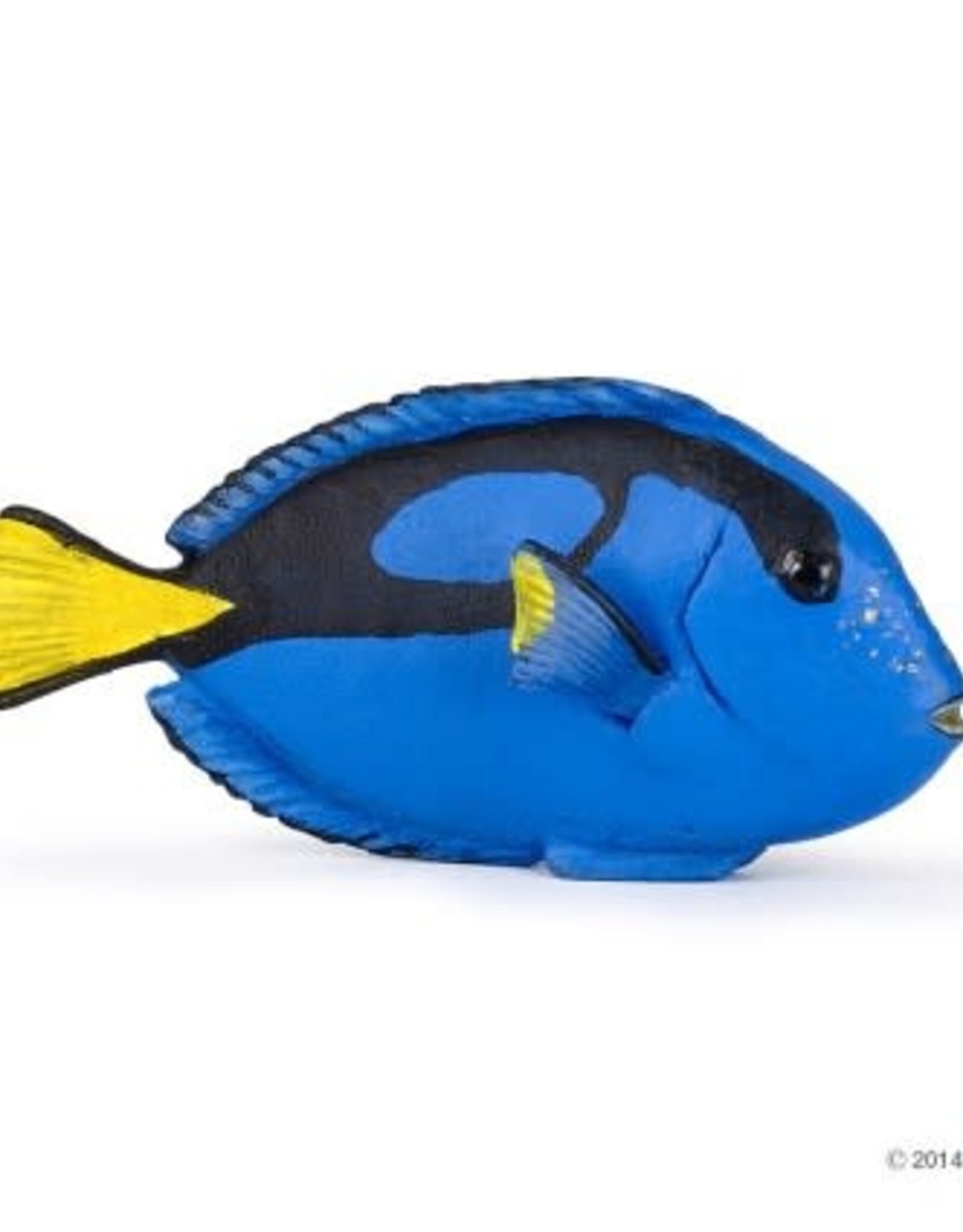 Papo PAPO: Surgeonfish