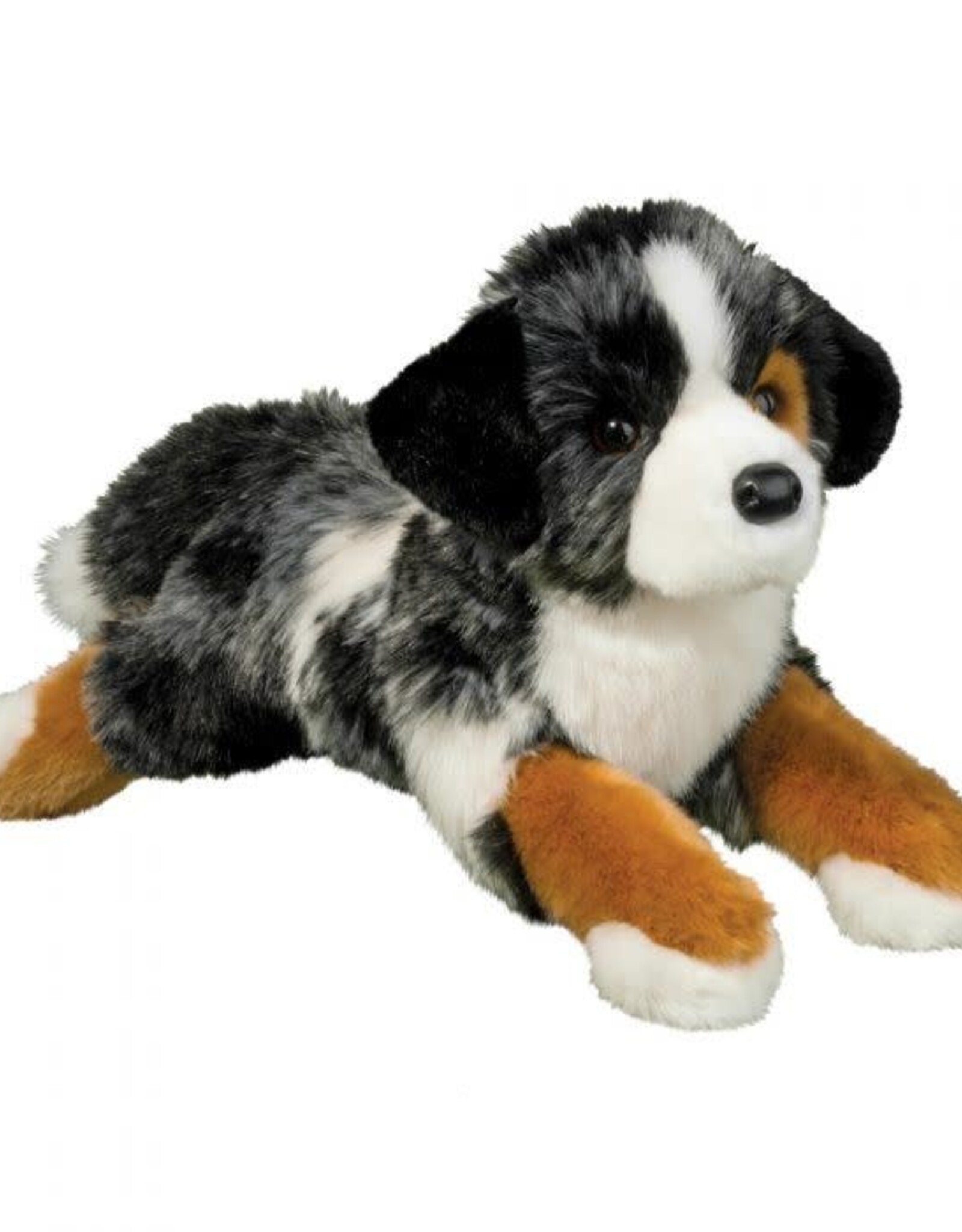 Douglas Australian Shepherd, Maizie Dlux 18.5"