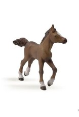 Papo PAPO: Anglo-arab Foal
