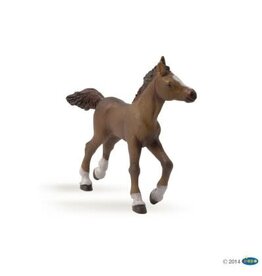 Papo PAPO: Anglo-arab Foal