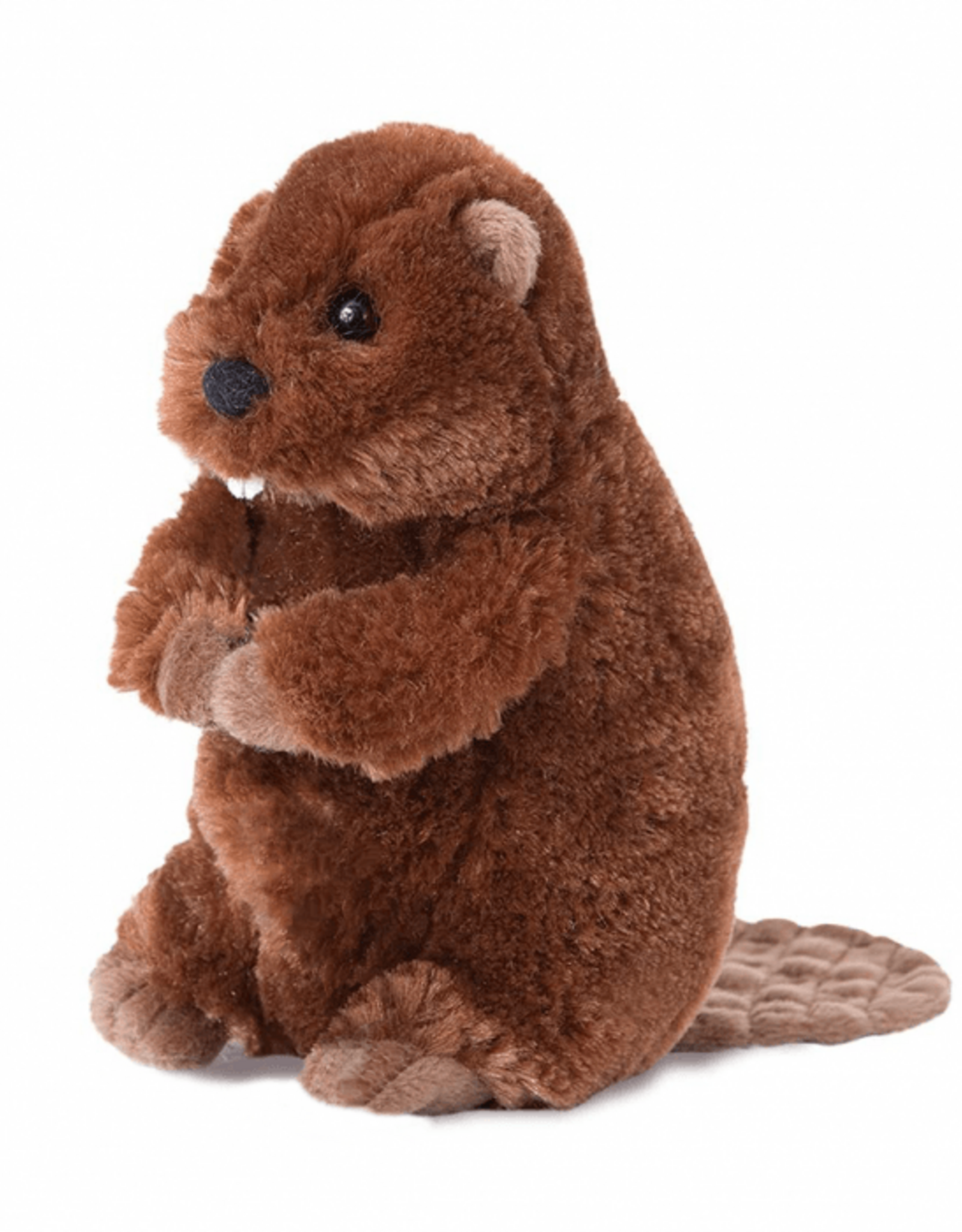 Douglas Buddy Beaver