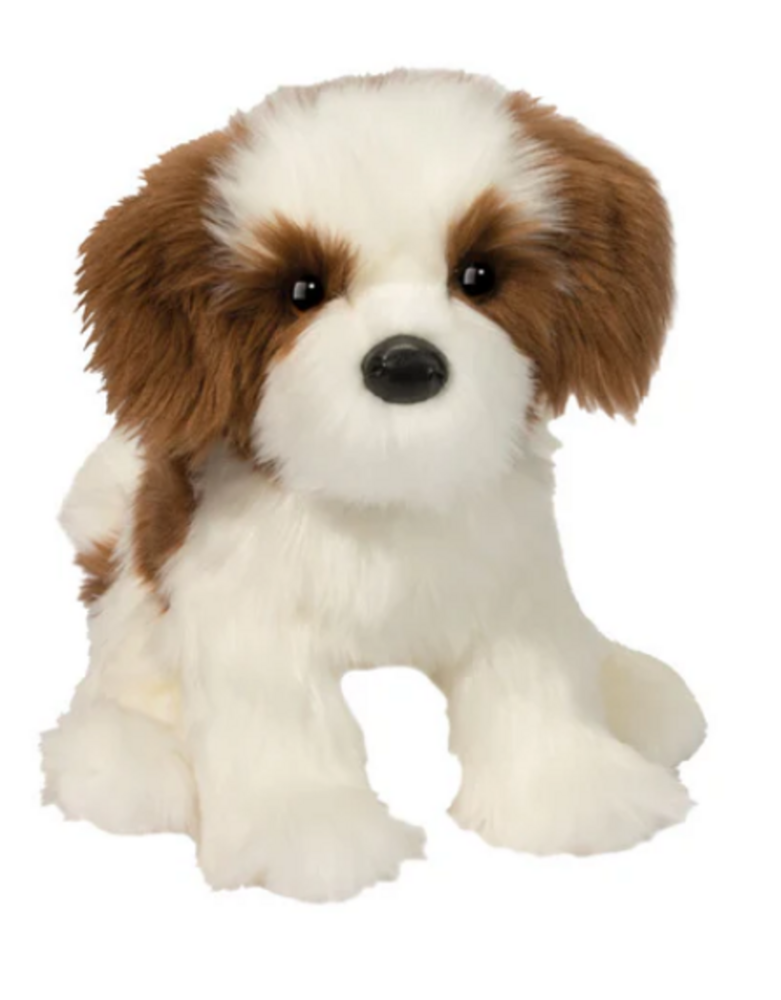 Douglas Farren Shih Tzu