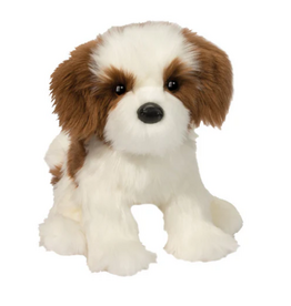 Douglas Farren Shih Tzu