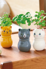 Noted COROCORO CATS - Assorted