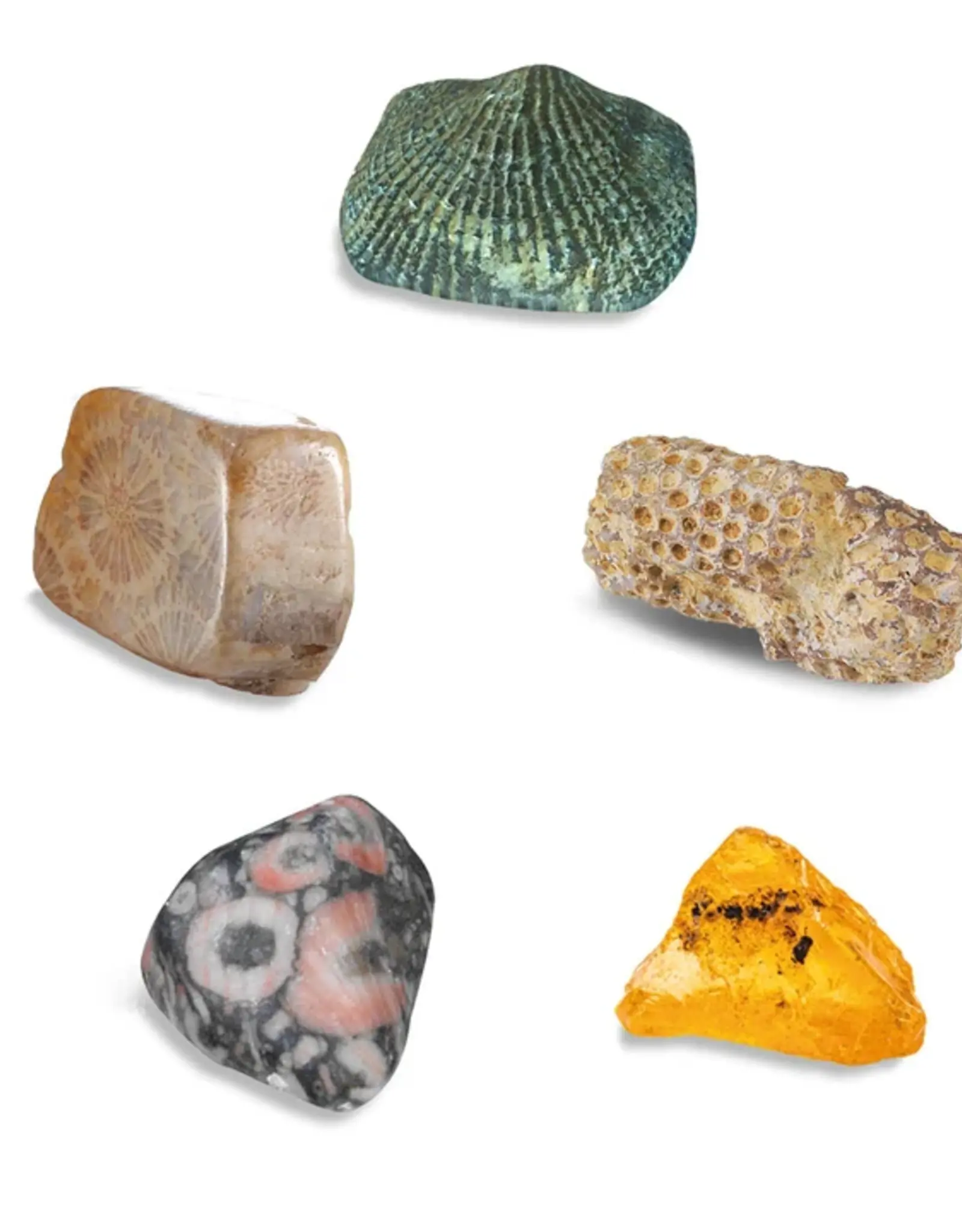 Thames & Kosmos I Dig It! Real Fossils Excavation Kit