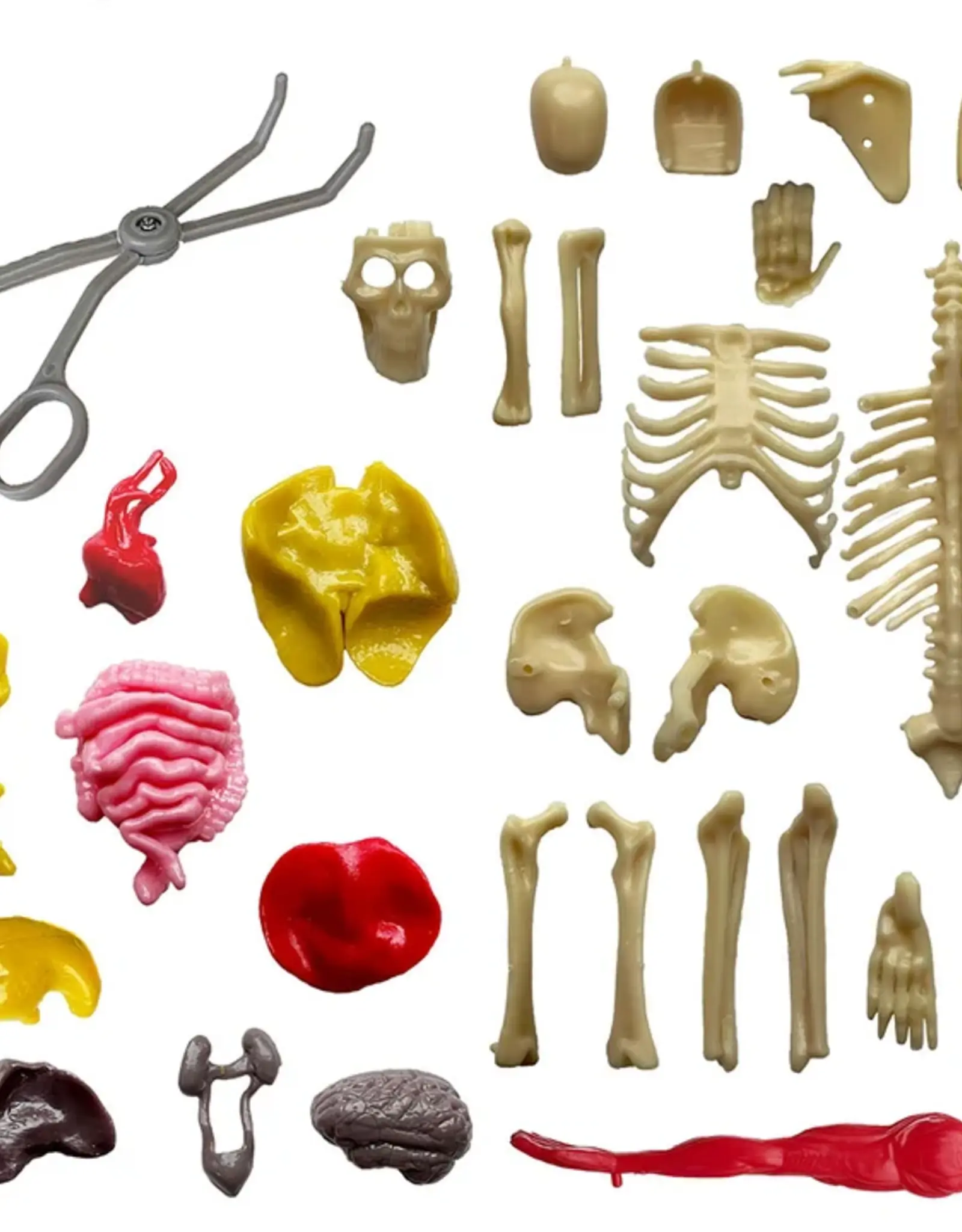 Thames & Kosmos OOZE Labs: Visible Human Body
