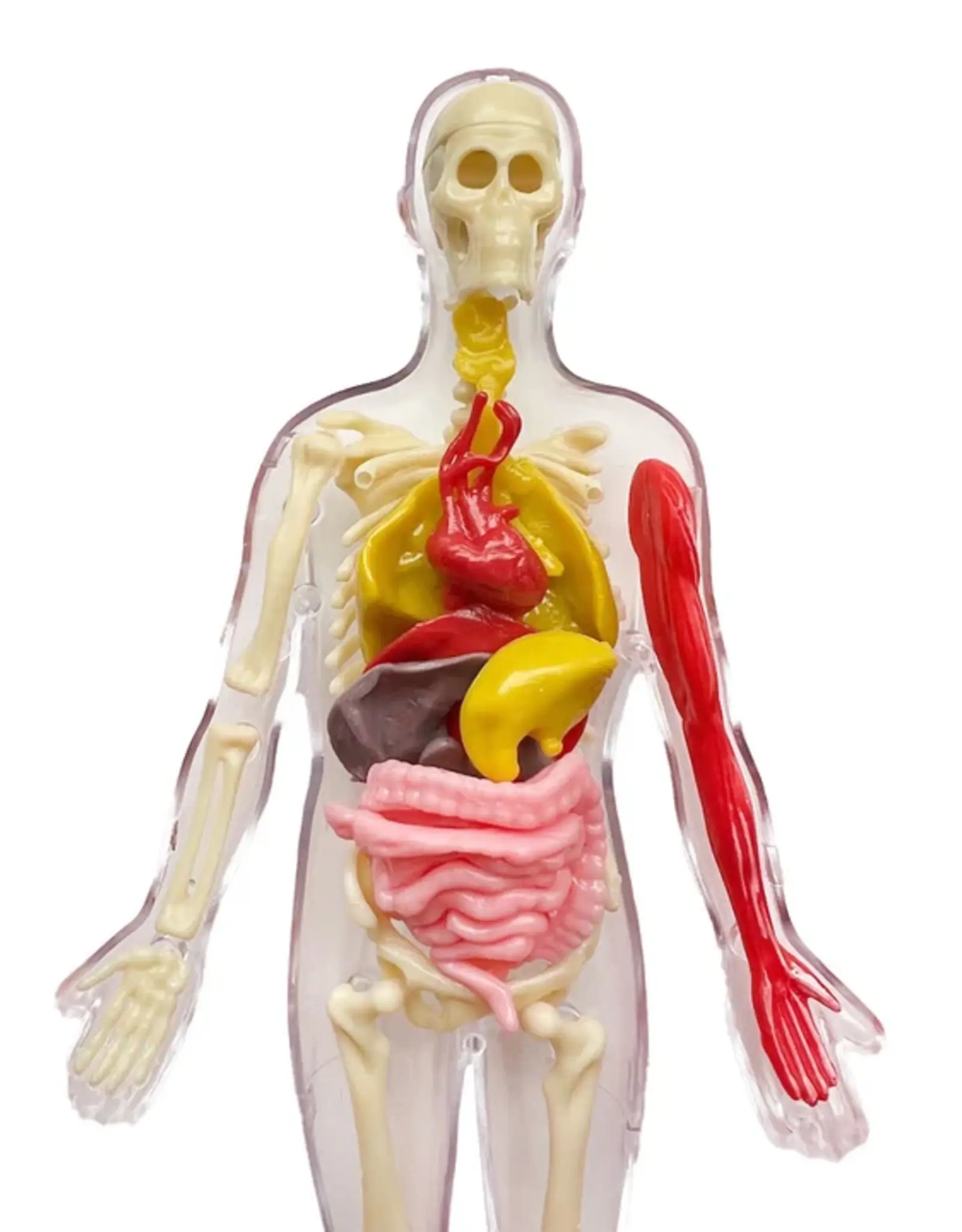 Thames & Kosmos OOZE Labs: Visible Human Body