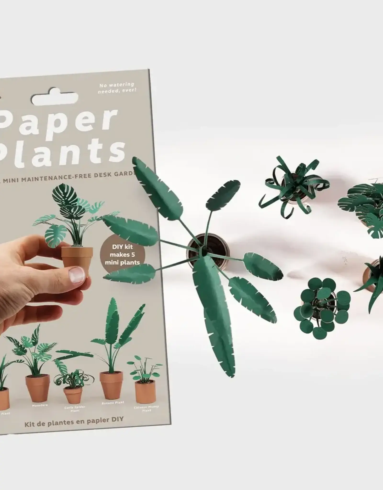 Pikkii Paper Plants