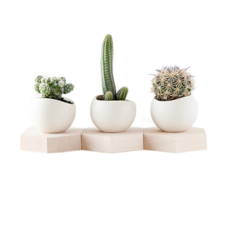 Farrah Sit Light + Ladder Hex Spora Mini Planters (Set of 3)