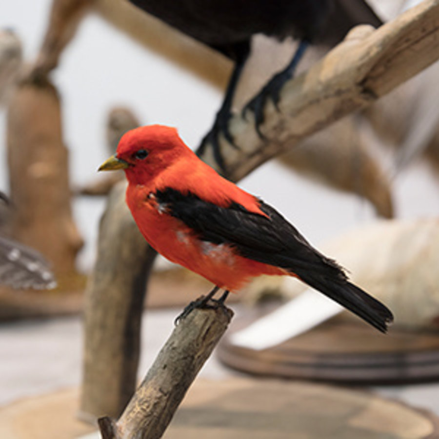 Carol Schwartz Adult Extension 3244 Illustration Studio: Reimagining Audubon