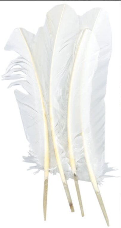 Zucker Zucker White Turkey Quill Feathers 10-14" 4 Pack