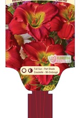 Daylily Red Hot Returns 1 Gal