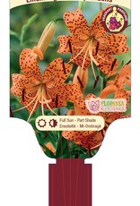 Lily Tiger Splendens 1gal