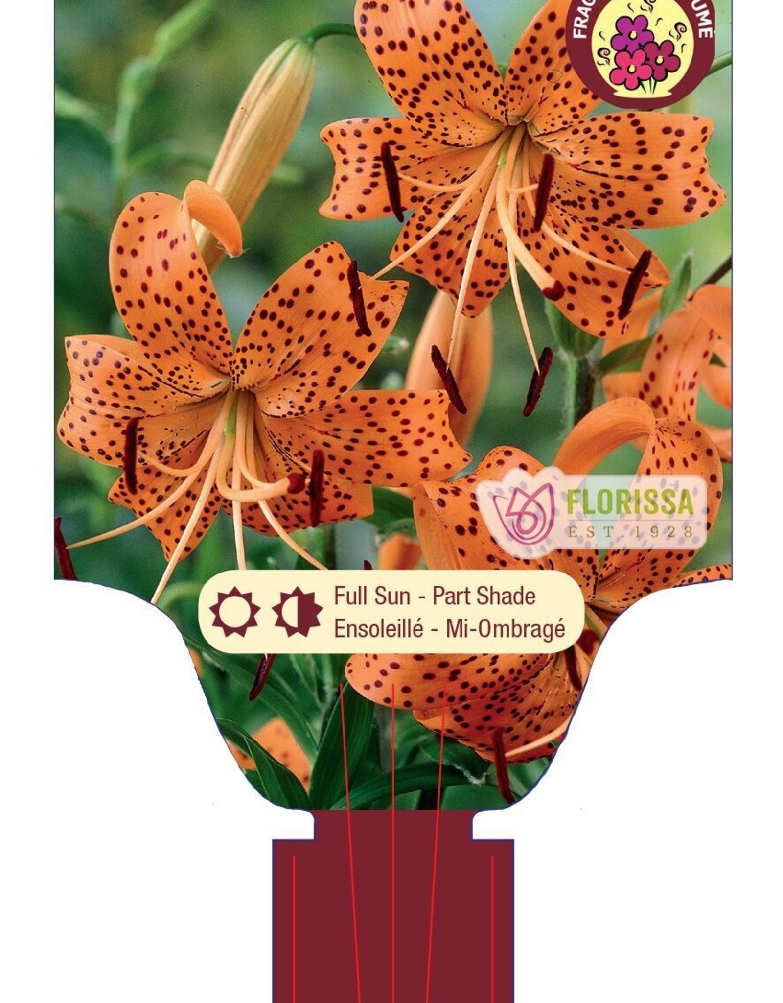 Lily Tiger Splendens 1gal