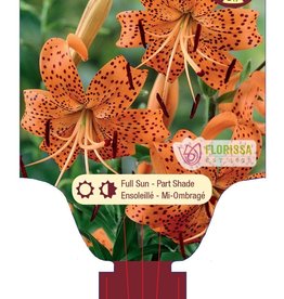 Lily Tiger Splendens 1gal