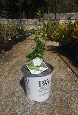 Proven Winners Hibiscus White Pillar 2 gal