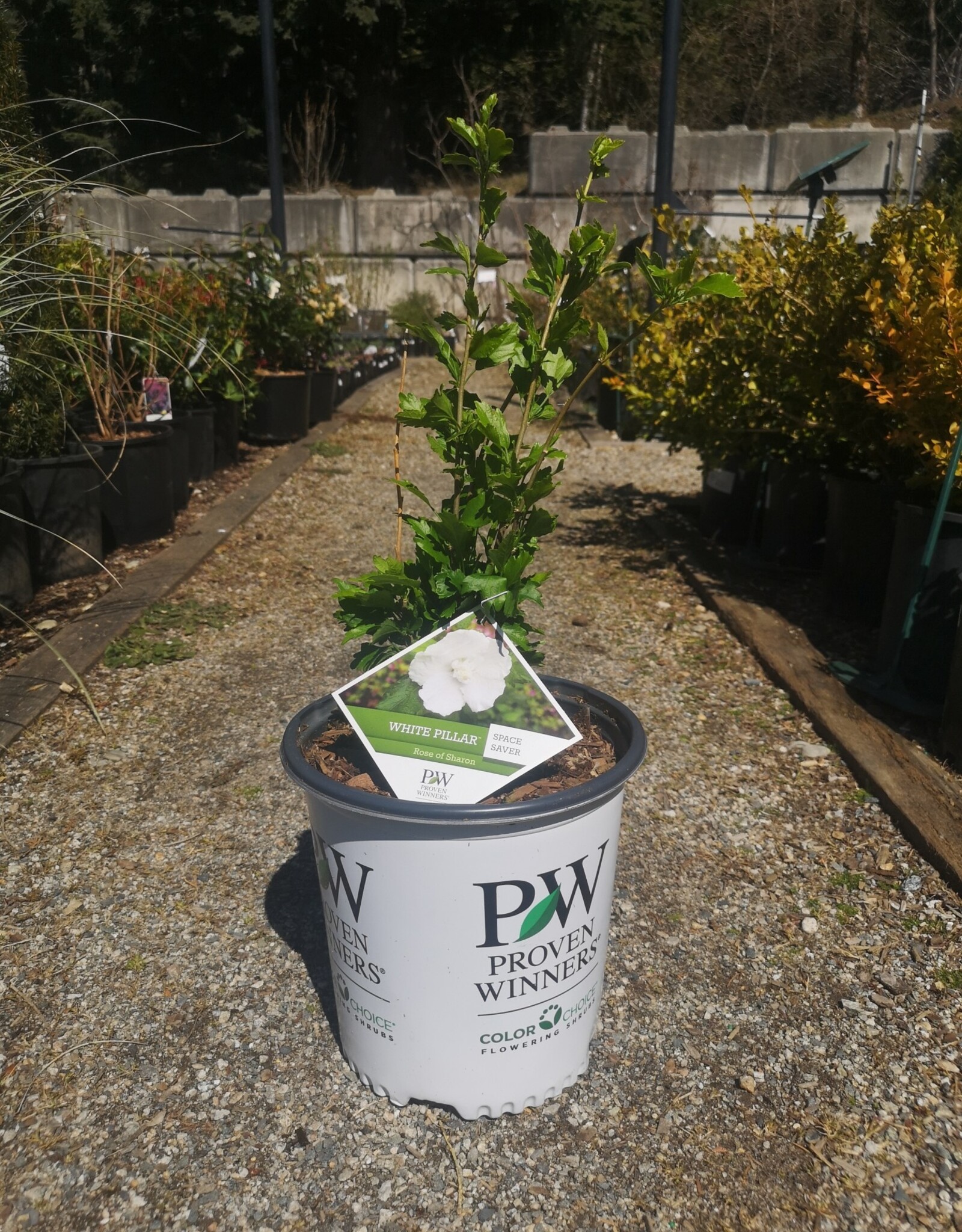 Proven Winners Hibiscus White Pillar 2 gal