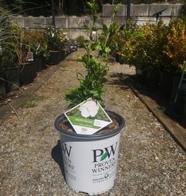 Proven Winners Hibiscus White Pillar 2 gal